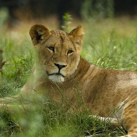Dyreparken Safarihotell Kristiansand Luaran gambar