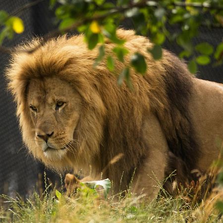 Dyreparken Safarihotell Kristiansand Luaran gambar