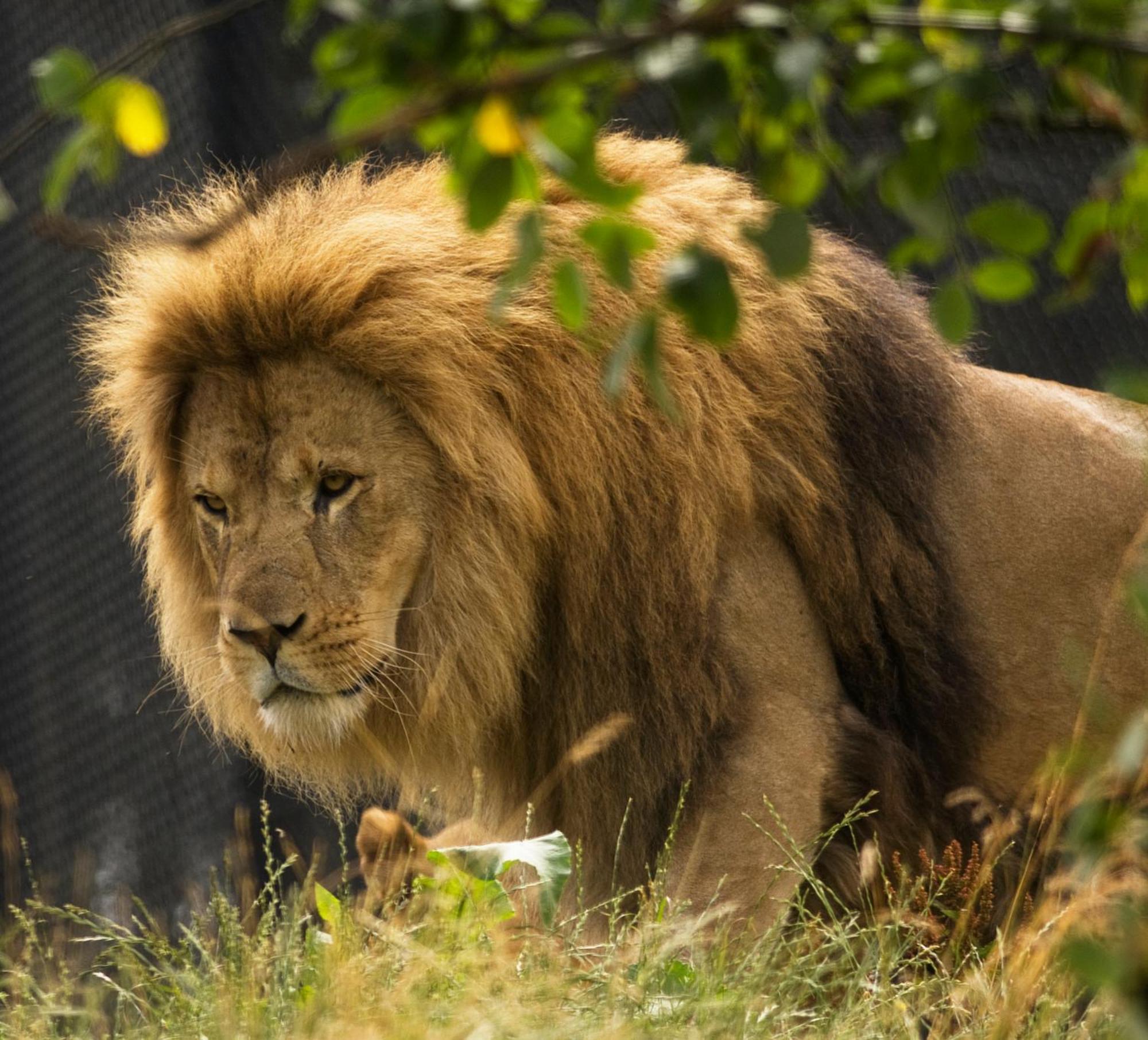 Dyreparken Safarihotell Kristiansand Luaran gambar